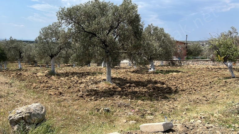 Karaağaç Mah. Gömeç Satılık Zeytinlik |  5331M2 21.000.000Tl Resim-2