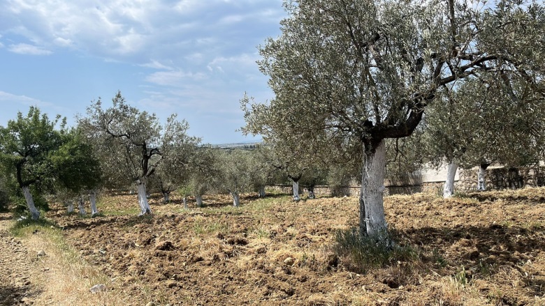 Karaağaç Mah. Gömeç Satılık Zeytinlik |  5331M2 21.000.000Tl Resim-4