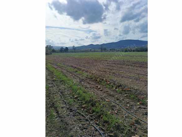 Çanakkale Ezine Bahçeli Köyünde 16 699 M² Satılık Tarla Fırsat Arazi