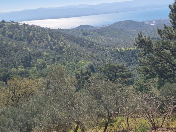 Kavlaklar Mah. Edremit Satılık Zeytinlik |  7104M2 8.500.000Tl Resim-1