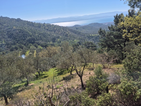 Kavlaklar Mah. Edremit Satılık Zeytinlik |  7104M2 8.500.000Tl Resim-2