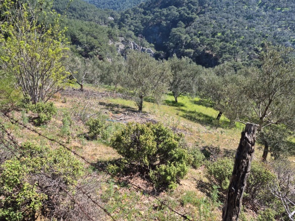 Kavlaklar Mah. Edremit Satılık Zeytinlik |  7104M2 8.500.000Tl Resim-3