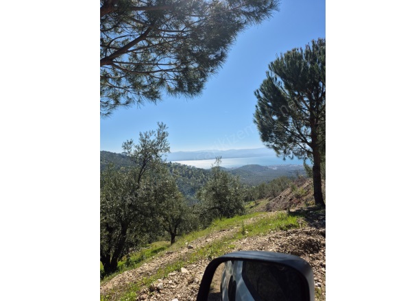 Kavlaklar Mah. Edremit Satılık Zeytinlik |  7104M2 8.500.000Tl Resim-4