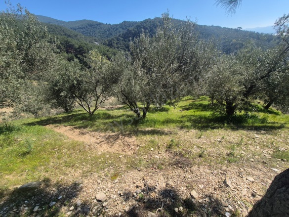 Kavlaklar Mah. Edremit Satılık Zeytinlik |  7104M2 8.500.000Tl Resim-5