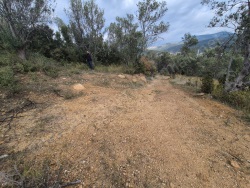 Edremit Yolören Mah. Satılık Zeytinlik 1453 M2