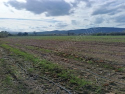 Ezine Bahçeli Köyü Satılık Tarla 17000 M2