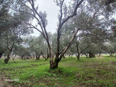 Havran Çamdibinde Yola Cepheli Satılık Zeytinlik Çamdibi Mah