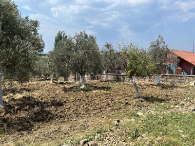 Gömeç Karaağaç Satılık Zeytinlik Yol Kenarı 5331 M2 Mah
