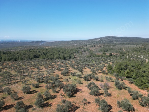 Karadağ Köyü Ezine Satılık Tarla |  37600M2 12.200.000Tl Resim-2