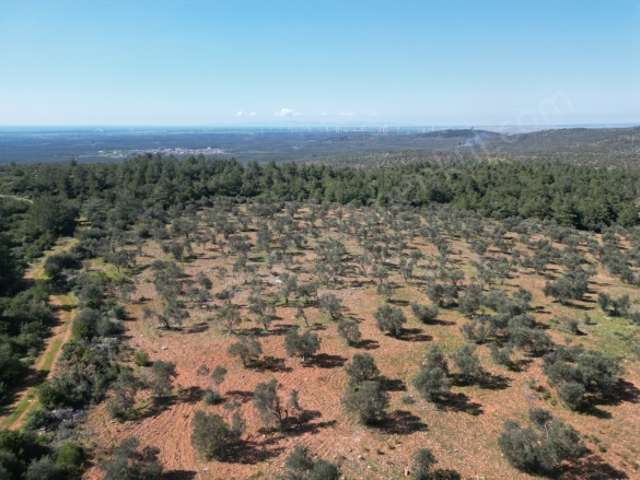 Karadağ Köyü Ezine Satılık Tarla |  37600M2 12.200.000Tl Resim-3