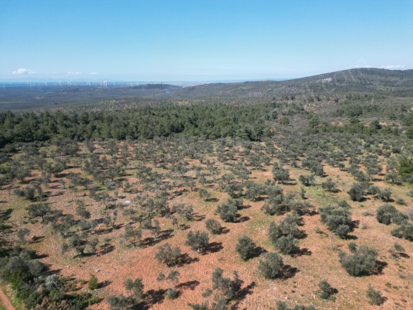 Karadağ Köyü Ezine Satılık Tarla |  37600M2 12.200.000Tl Resim-4