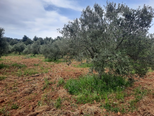 Çamköy Köyü Ezine Satılık Tarla |  6000M2 2.550.000Tl Resim-3