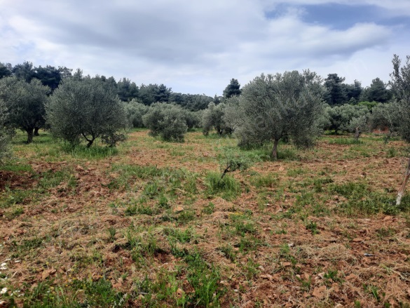 Çamköy Köyü Ezine Satılık Tarla |  6000M2 2.550.000Tl Resim-4