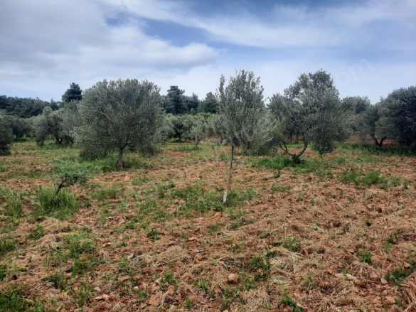 Çamköy Köyü Ezine Satılık Tarla |  6000M2 2.550.000Tl Resim-5