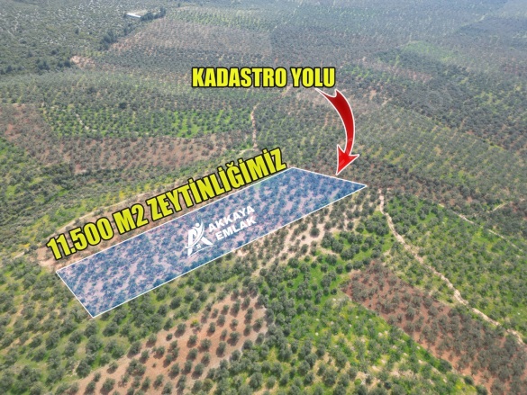 Mecidiye Köyü Ezine Satılık Arazi |  11500M2 9.000.000Tl Resim-1