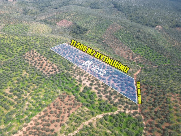 Mecidiye Köyü Ezine Satılık Arazi |  11500M2 9.000.000Tl Resim-2