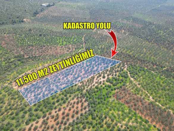 Ezine Mecidiye Köyünde Satılık Arazi 11 500 M2 Zeytinlik