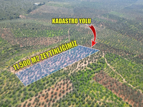 Mecidiye Köyü Ezine Satılık Arazi |  11500M2 9.000.000Tl Resim-3