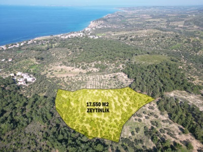 Tavaklı İskelesinde Satılık Arazi 17550 M2 Zeytinlik Ezine İskelesi Mah-Tavaklı