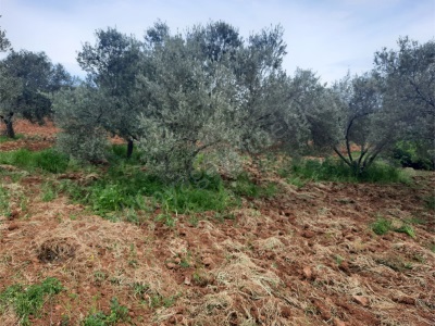 Ezine Çamköyde Satılık Tarla 6 Dönüm Süper Zeytinlik Çamköy Köyü