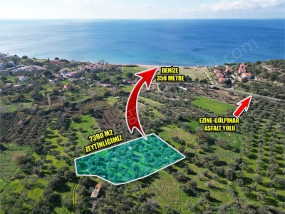 Alemşah Köyünde Denize Yakın 2300 M2 Fırsat Satılık Arazi Ezine