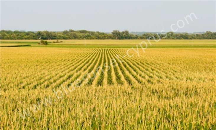 Merkez İnönü Satılık Tarla |  77600M2 35.000£ İmarlı  Resim-1