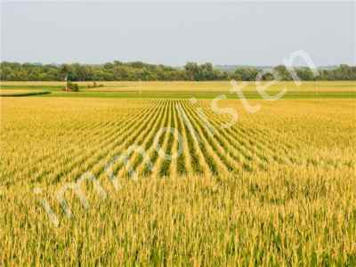 Ackerland Kaufen In  Zypern, Kktc Gazimagusa (Magusa), Inonu, Zentrum , 77600 m2