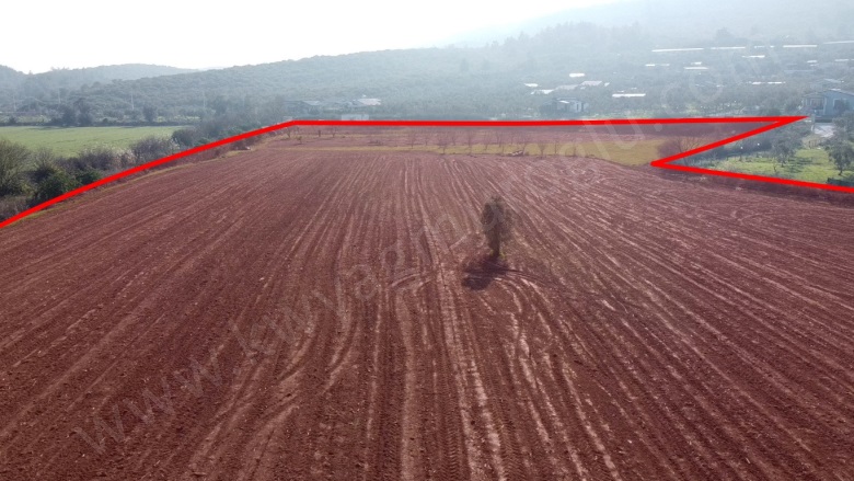 Düzce Mah. Seferihisar Satılık Arazi |  23825M2 87.500.000Tl Resim-3