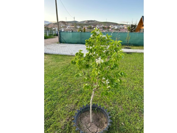 Çelebiler Köyü Sivas Satılık Arazi |  500M2 750.000Tl Resim-5