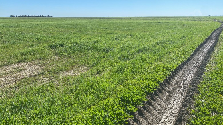 Merkez Dörtyol Satılık Tarla |  16100M2 21.500£ İmarlı  Resim-1