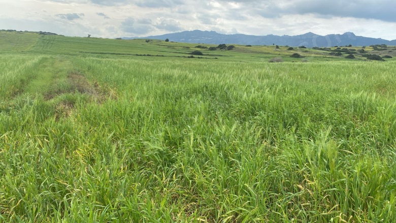 Buyukkonuk  Buyukkonuk Satılık Tarla |  40500M2 6.500£ Resim-5