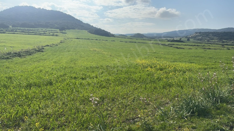 Dıpkarpaz Dıp Karpaz Satılık Tarla |  5000M2 14.500£ Resim-1