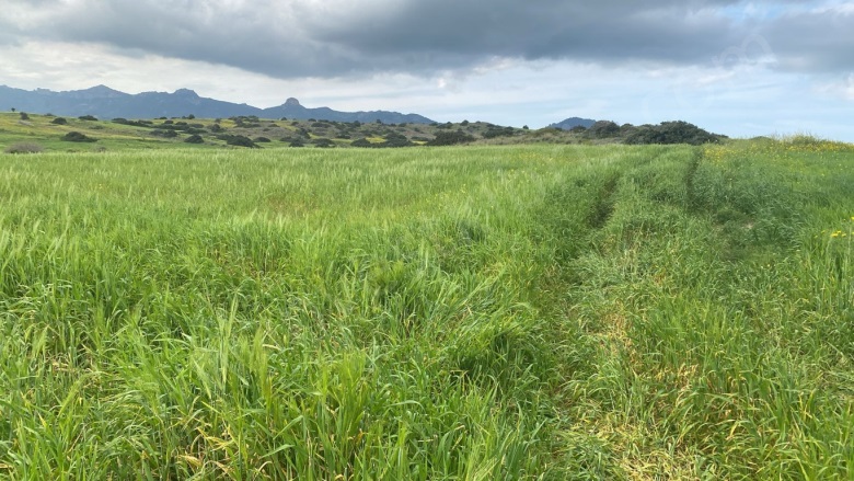 Buyukkonuk  Buyukkonuk Satılık Tarla |  41000M2 5.650£ Resim-5