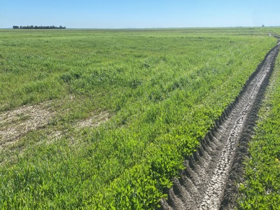 Resmi Yolu Mevcut İleride Prim Yapacak Arazi Satılık Tarla Dörtyol
