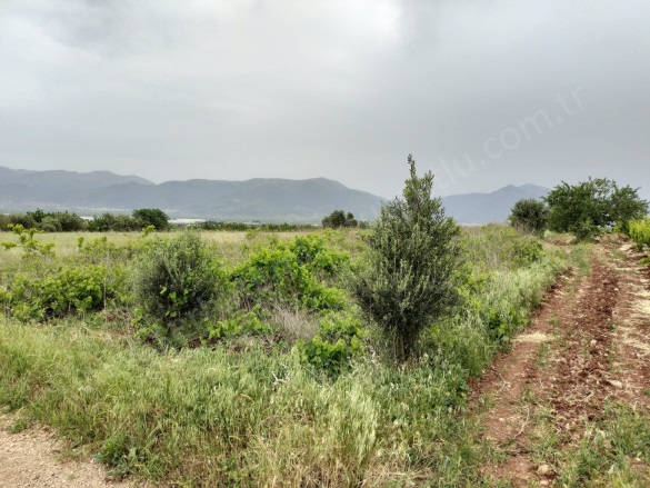 Sancaklıiğdecik Mah. Şehzadeler Satılık Bağ |  11800M2 8.300.000Tl Resim-3