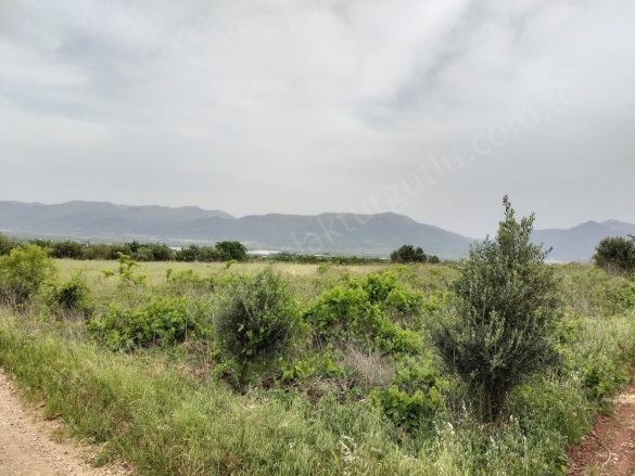 Sancaklıiğdecik Mah. Şehzadeler Satılık Bağ |  11800M2 8.300.000Tl Resim-4