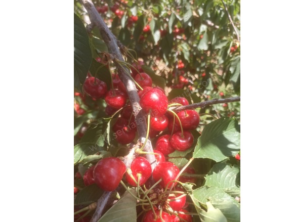 Karaköy Mah. Turgutlu Satılık Tarla |  4464M2 1.750.000Tl Resim-1