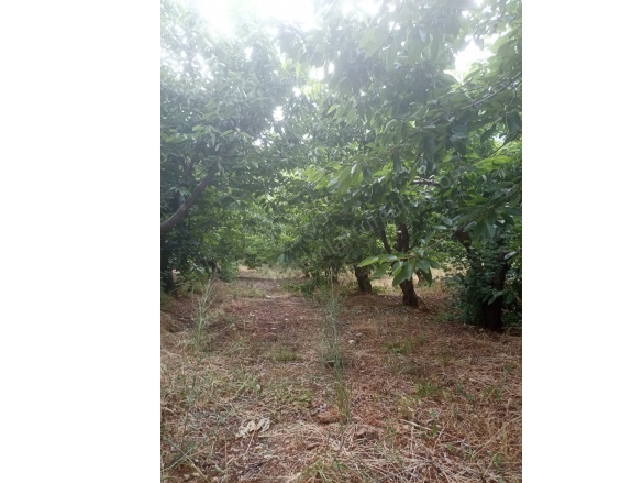 Karaköy Mah. Turgutlu Satılık Tarla |  4464M2 1.750.000Tl Resim-4