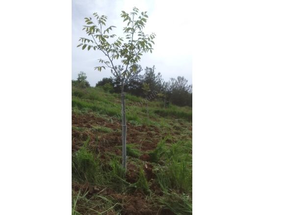 Sivrice Mah. Turgutlu Satılık Tarla |  7800M2 4.200.000Tl Resim-2