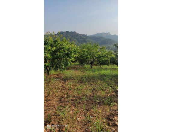 Bozkır Mah. Turgutlu Satılık Tarla |  7472M2 6.350.000Tl Resim-1