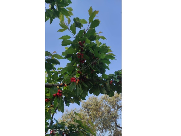 Bozkır Mah. Turgutlu Satılık Tarla |  7472M2 6.350.000Tl Resim-2