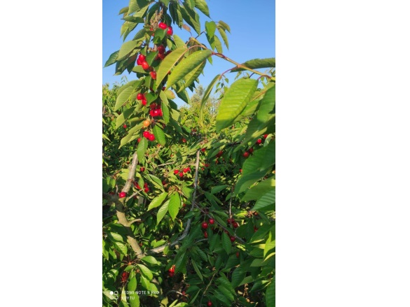 Bozkır Mah. Turgutlu Satılık Tarla |  7472M2 6.350.000Tl Resim-3