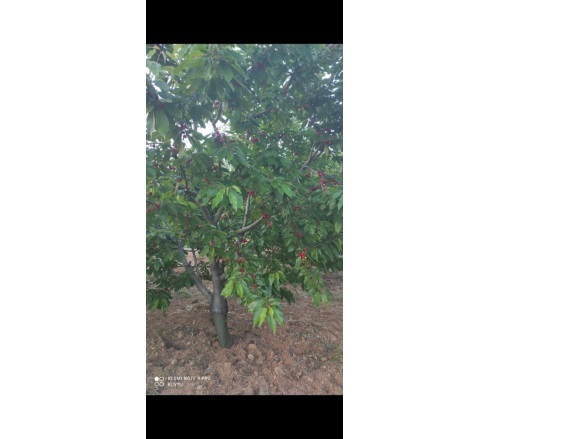 Bozkır Mah. Turgutlu Satılık Tarla |  7472M2 6.350.000Tl Resim-5