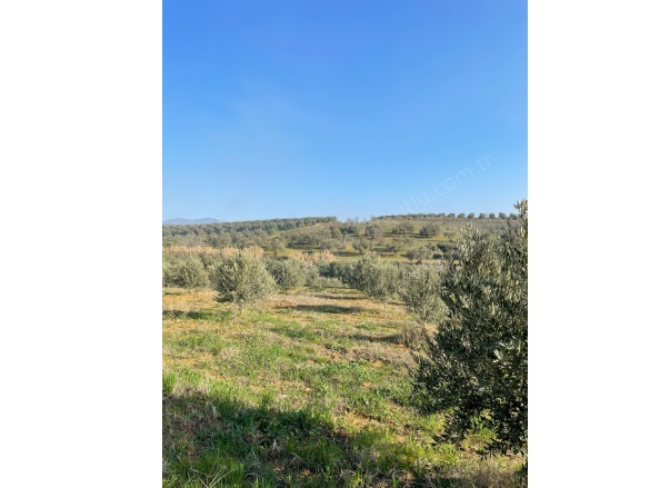 Derici Mah. Ahmetli Satılık Tarla |  5850M2 2.500.000Tl Resim-2