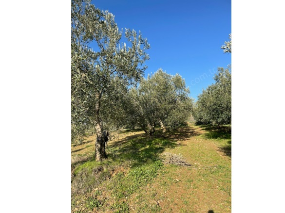 Derici Mah. Ahmetli Satılık Tarla |  5850M2 2.500.000Tl Resim-3