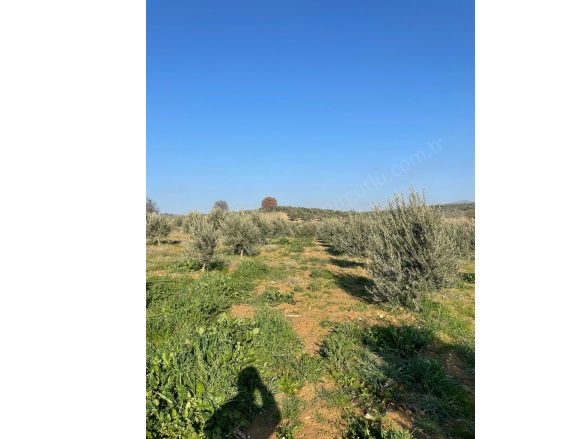 Derici Mah. Ahmetli Satılık Tarla |  5850M2 2.500.000Tl Resim-4