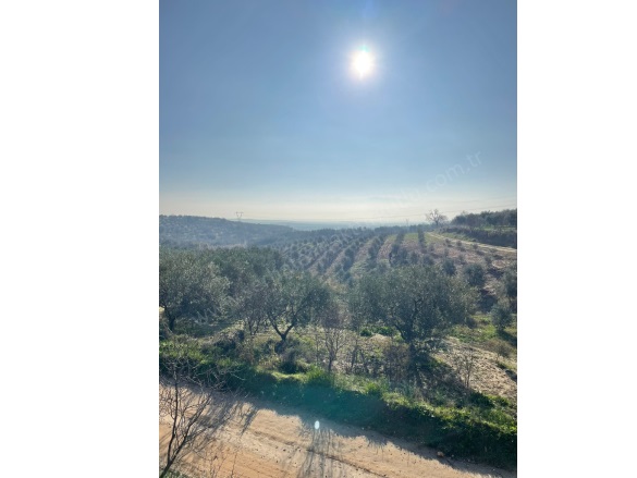 Derici Mah. Ahmetli Satılık Tarla |  5850M2 2.500.000Tl Resim-5