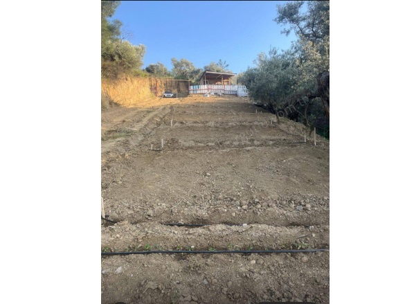 Yayla Mah. Turgutlu Satılık Tarla |  900M2 1.350.000Tl Resim-2