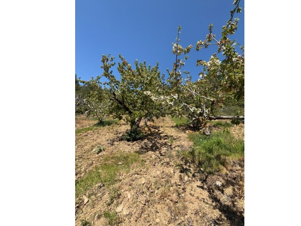 Dalbahçe Mah. Turgutlu Satılık Tarla |  1230M2 1.250.000Tl Resim-2