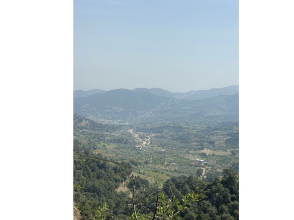 Dalbahçe Mah. Turgutlu Satılık Tarla |  1230M2 1.250.000Tl Resim-3